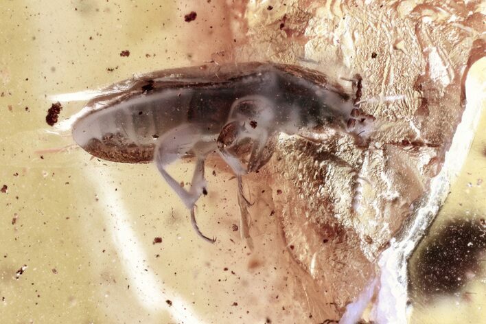 Hairy Fungus Beetle (Mycetophagidae) in Baltic Amber #346608